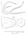 Nematoda (roundworms)