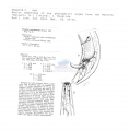 Nematoda (roundworms)