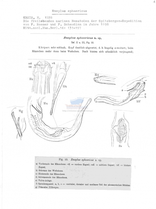 Enoplus sphaericus