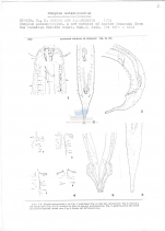 Enoplus anisospiculus