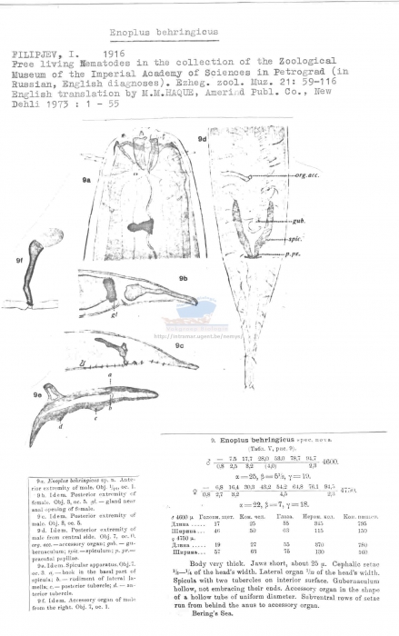 Enoplus behringicus