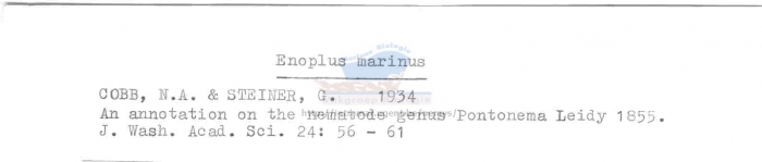 Enoplus marinus