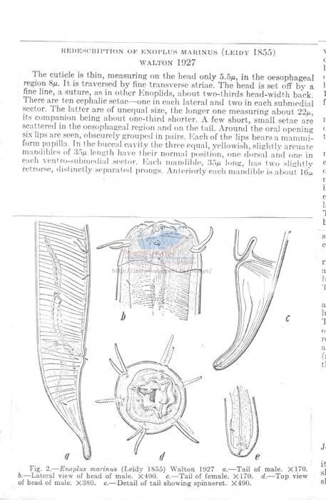 Enoplus marinus