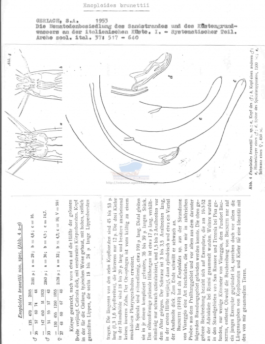 Enoploides brunettii