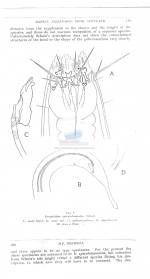 Enoploides spiculohamatus