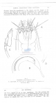 Enoploides spiculohamatus