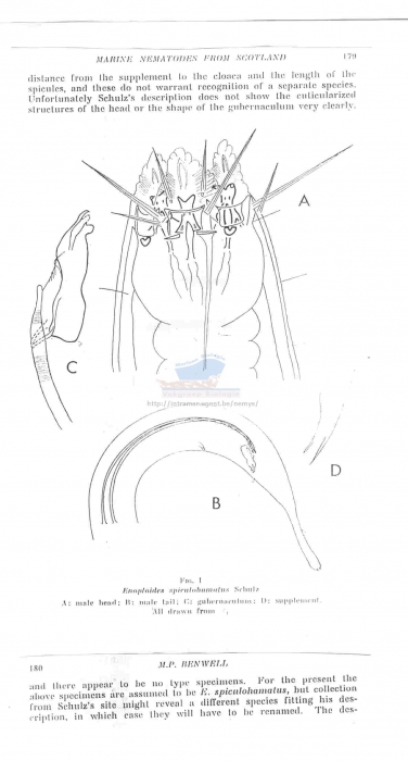 Enoploides spiculohamatus