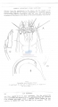 Nematoda (roundworms)