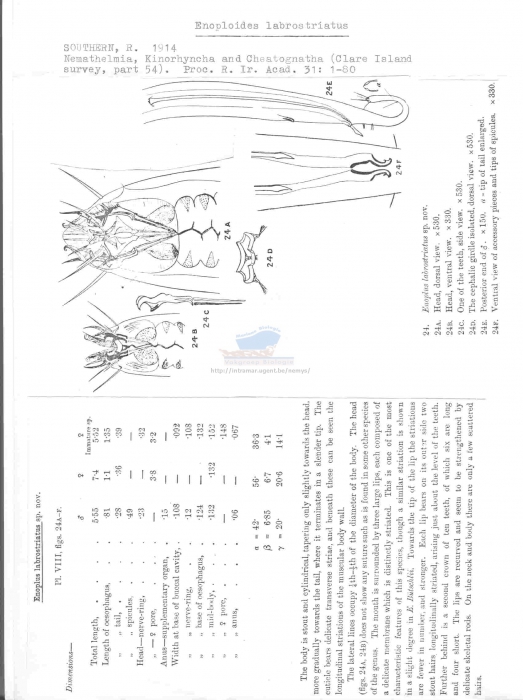 Enoploides labrostriatus