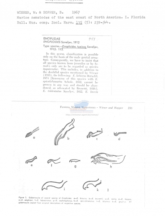 Enoploides typicus