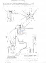 Nematode file-library of the Marine Biology Section (Ghent University, Belgium)