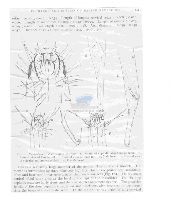 Enoplolaimus denticulatus