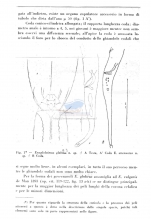 Enoplolaimus glabrus