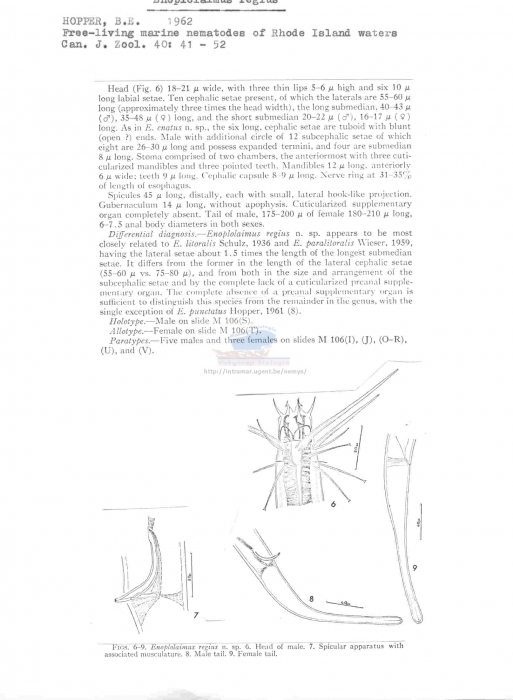 Enoplolaimus regius