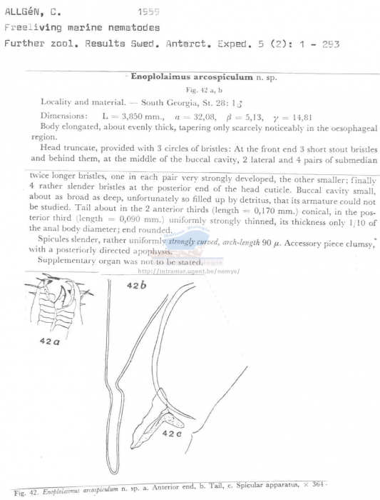 Enoplolaimus arcospiculum