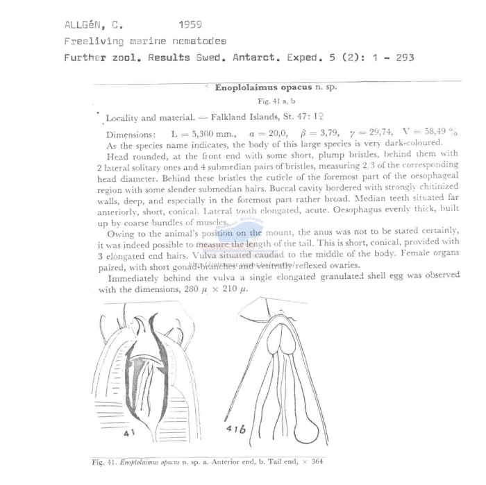 Enoplolaimus opacus