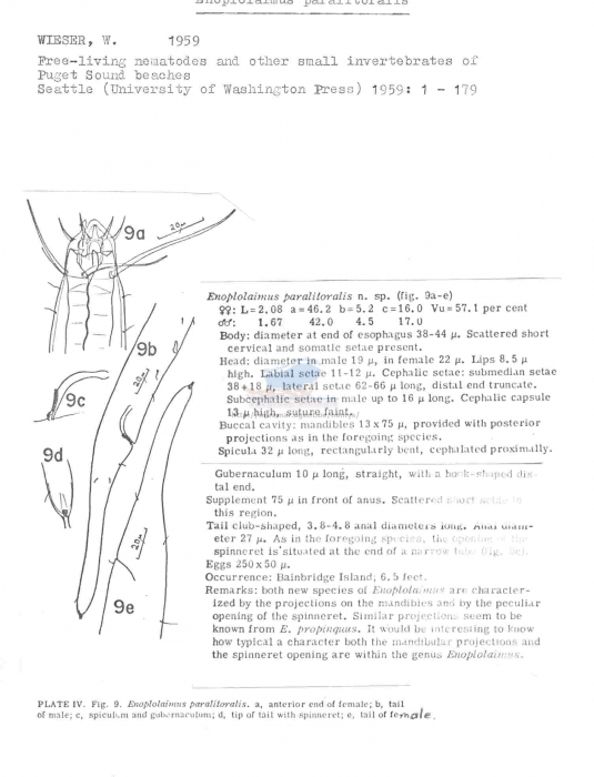 Enoplolaimus paralitoralis