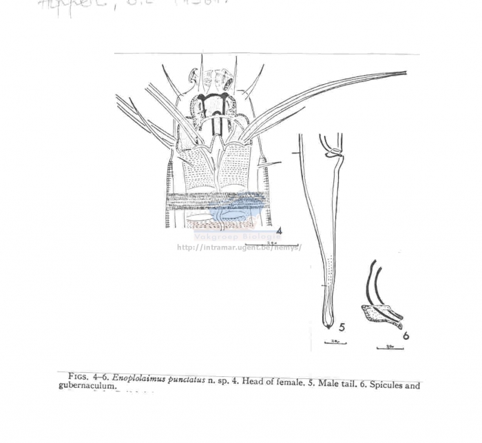 Enoplolaimus punctatus