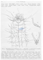 Nematode file-library of the Marine Biology Section (Ghent University, Belgium)