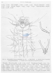 Nematode file-library of the Marine Biology Section (Ghent University, Belgium)