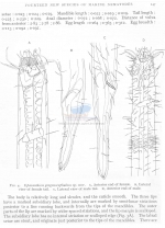 Nematode file-library of the Marine Biology Section (Ghent University, Belgium)