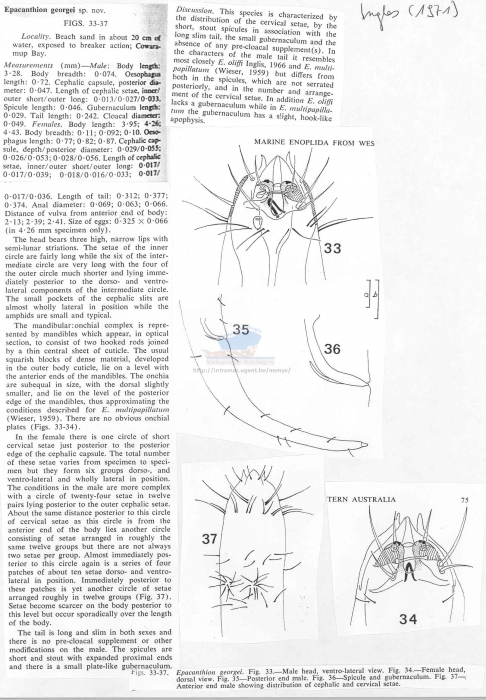 Epacanthion georgei