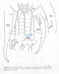 Nematode file-library of the Marine Biology Section (Ghent University, Belgium)