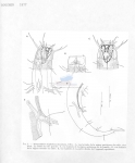 Mesacanthion diplechma