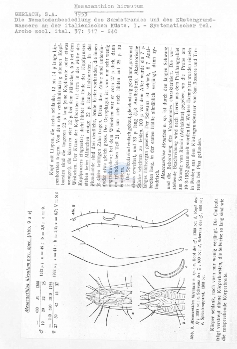 Mesacanthion hirsutum