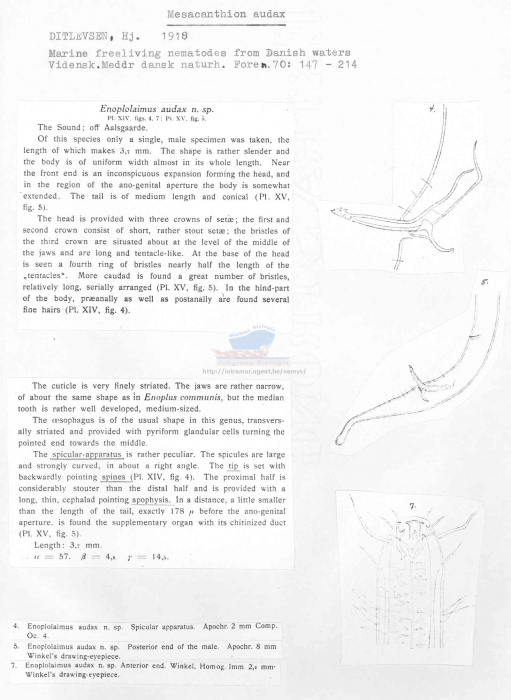 Mesacanthion audax