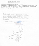 Mesacanthion audax