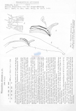 Mesacanthion africanum