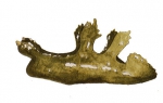 Cladobranchia