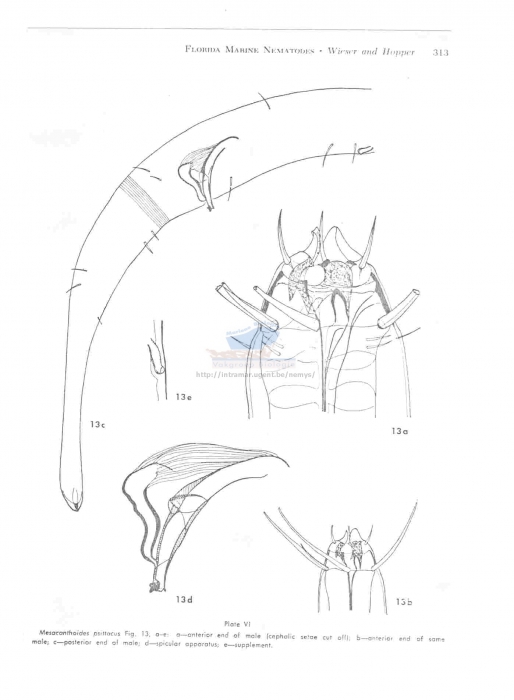 Mesacanthoides psittacus