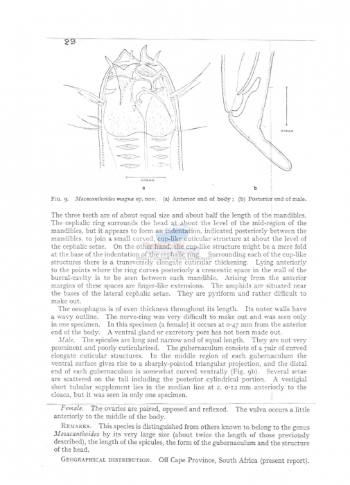 Mesacanthoides magna