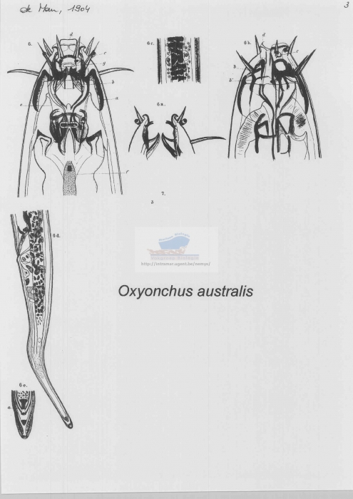 Oxyonchus australis