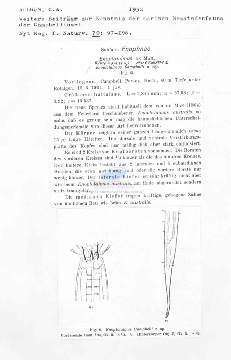 Oxyonchus australis