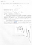 Nematode file-library of the Marine Biology Section (Ghent University, Belgium)