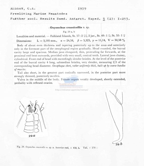 Oxyonchus crassicollis