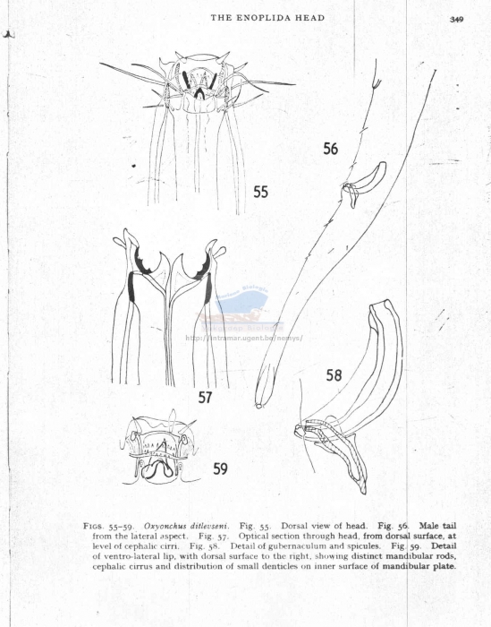 Oxyonchus ditlevseni