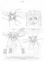 Paramesacanthion catellus