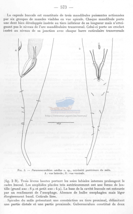 Paramesacanthion catellus