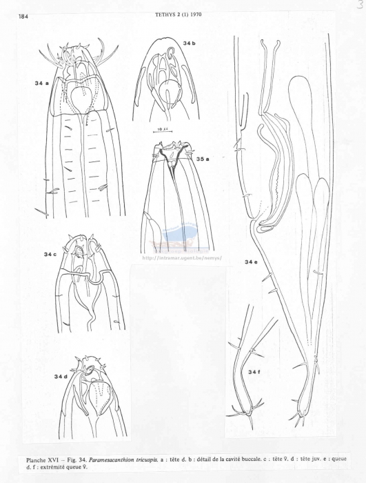 Paramesacanthion tricuspis