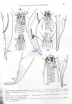 Nematode file-library of the Marine Biology Section (Ghent University, Belgium)