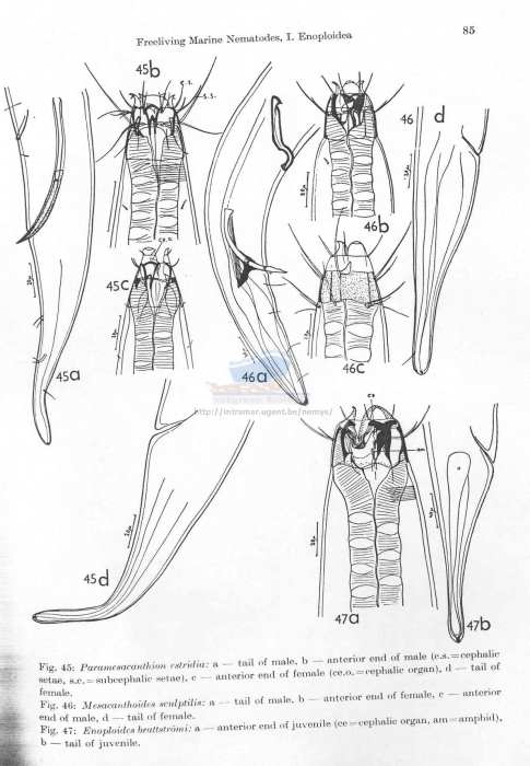 Paramesacanthion estridium