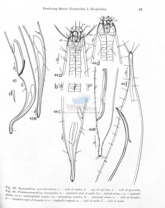 Paramesacanthion inaequale