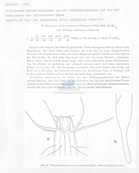 Trileptium subterraneum