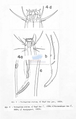 Trileptium stylum