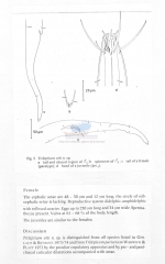 Trileptium otti