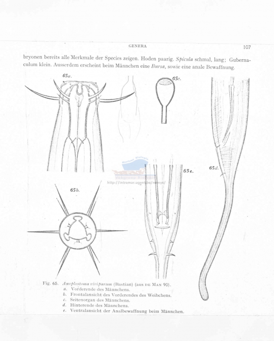 Anoplostoma viviparum